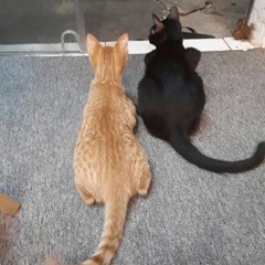 Người Ta Nói - Trúc Nhân OST Cô Gái Đến Từ Hôm Qua [ Lyrics Video ]