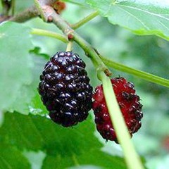 «Walking under the Mulberry Trees». Op. 91.