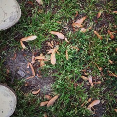 2017-06-14: Field Recording - Rain, thunder, chimes, and wind in a maple