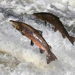 Still, The Salmon Run