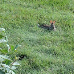 Thy Name Is My Healing