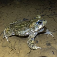 Natterjack Toad (Epidalea calamita)@21°C