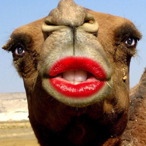 THE 4 HUMPED CAMEL