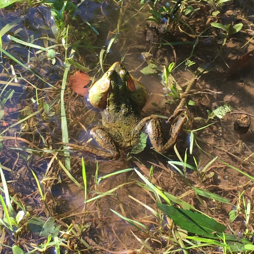 SQHAP Audio Journal (Green Frogs In Stereo Excerpt, 7/18/2017)