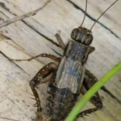 Striped Ground Cricket (Allonemobius fasciatus)