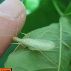 Snowy Tree Cricket (Oecanthus fultoni)