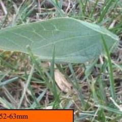 Greater Angle-winged Katydid (Microcentrum rhombifolium)
