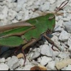 Green-striped Grasshopper (Chortophaga viridifasciata)