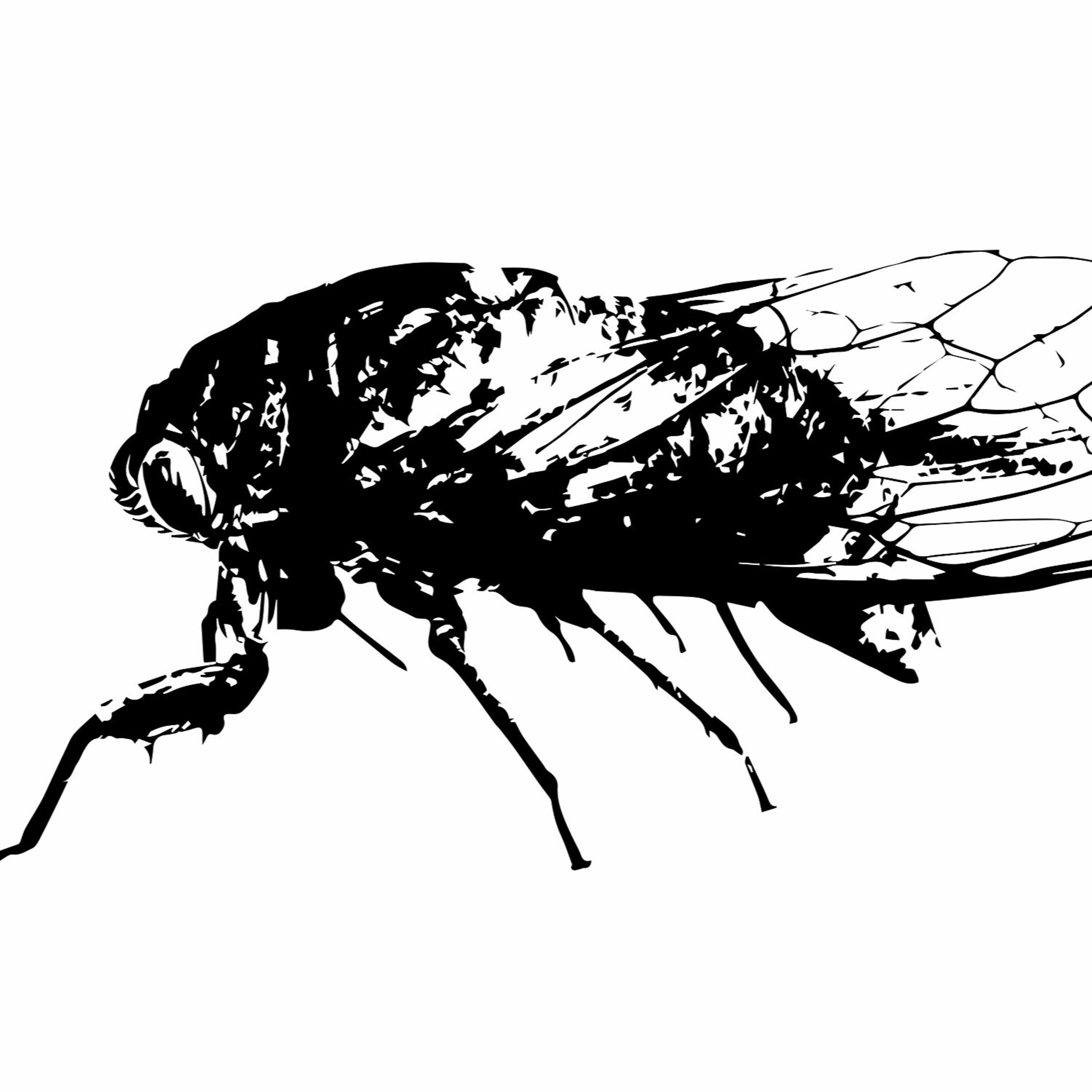 Cicada episode artwork