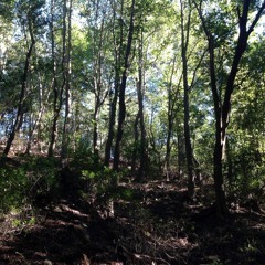 UNCUTDOPE - CAKEWALK