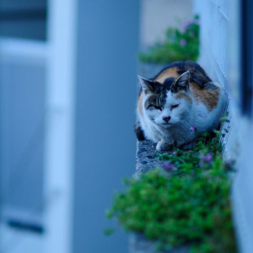 Only Cat