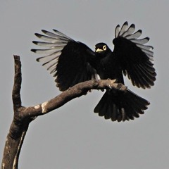 Violeta Parra - Run Run se fue pal Norte (desarreglo instrumental)