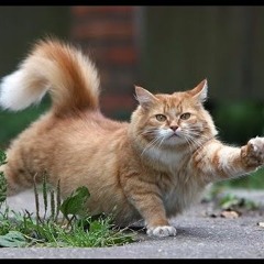 Детские песни-Про кота