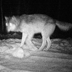 Wolf Wri$t (Prod. PurpDogg) *snippet*