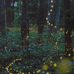 Fireflies