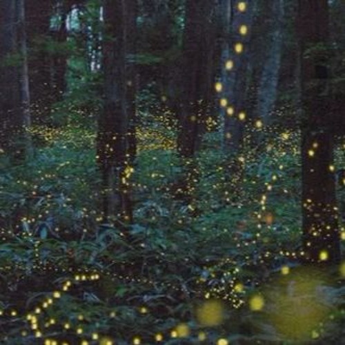Fireflies