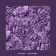 Lavender