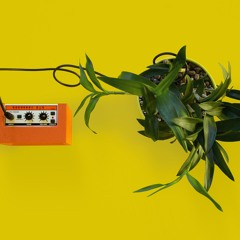 Sonic Succulent Performance_audiodoc_TheMatressStudio