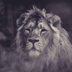 PSY-TRANCE🔥Lion