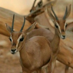 حمود بن شخبوط الكعبي - الصراحه شوفكم راحه