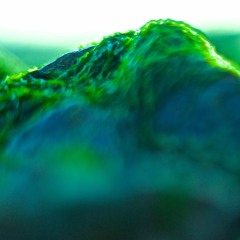 Die elektrische Wiese