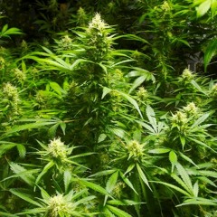 CityBoyJake - Smokin on these cookies