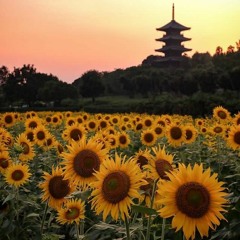 xfruge x baechulgi - sunflowers