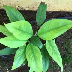 Bharoto Bhaaggo Bidhaata (Last four stanzas )