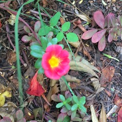 Jaago Tumi Jaago (Invocation to Goddess Durga)