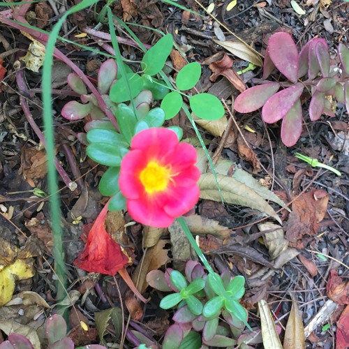 Jaago Tumi Jaago (Invocation to Goddess Durga)