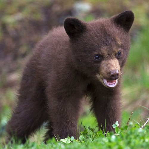 Stream Episode Tribute To Beary Connick Jr By THX6557 Podcast Listen 