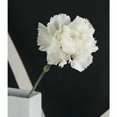 Saco sport y clavel blanco