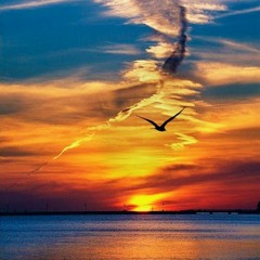 CANTO DEL PAJARO DE MAR (Der König und der Vogel - 30.07.17)