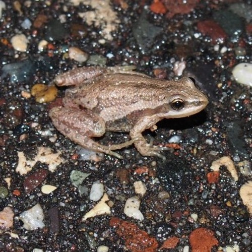 Boreal Chorus Frog Frogs Montana Sale head.hesge.ch