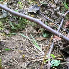 2017-07-28: Field Recording - Entrance to a Beehive