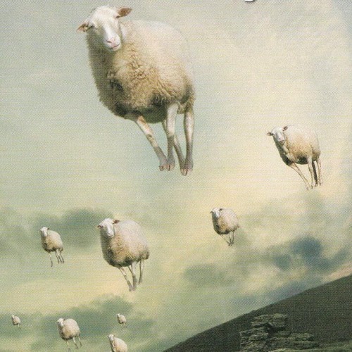 Counting Sheep