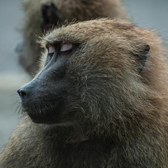 Meditation