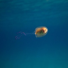 Radiohead x Ember Island - Creep (The Nod Remix)