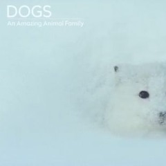SnowFox Suite (Dogs - An Amazing Animal Family - Offspring Films, Sky One)