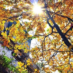 Có phải em là mùa thu Hà Nội