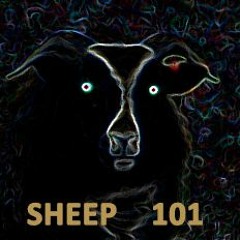 zarf - sheep 101