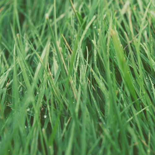 Morning Dew