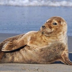 Do U Want To Go To The Beach