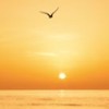 Fly Away Mp3