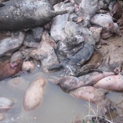 QroH - Abattoir (clip)