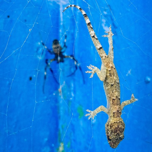 Animus Brain - Energy Trip Set Mix 2017 👽