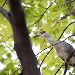 Night Heron