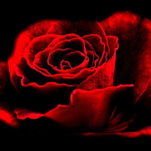 Stream 孔雀眼jade Eyes 鮮紅 舊版 Cover By Cosmos Recorder Listen Online For Free On Soundcloud