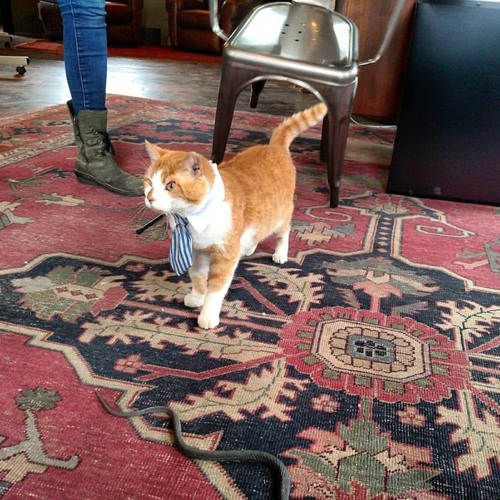 Meet Castle and Key’s Newest Employee: Ricky, The Distillery Cat