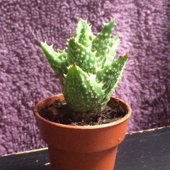 One More Kiss Before I Go